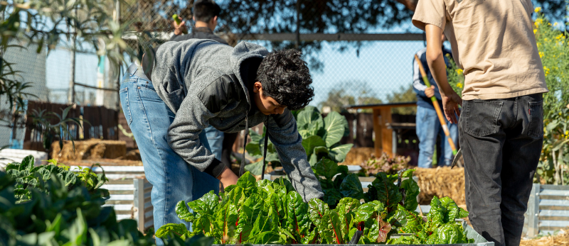Photo of a person harvesting chard from a planter box