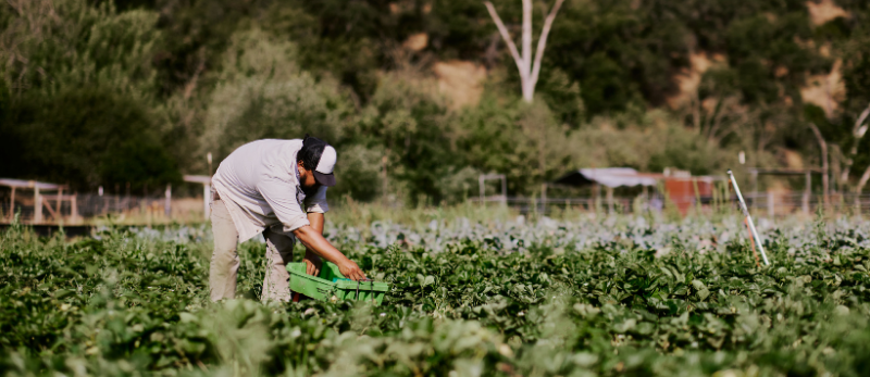Photo of a person harvesting strawberries in a field